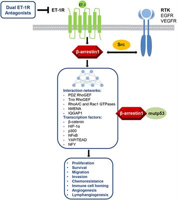 Frontiers | Targeting Endothelin-1 Receptor/β-Arrestin-1 Axis In ...